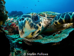 Nosey Parker

Hawksbill Turtle - Eretmochelys imbricata... by Stefan Follows 